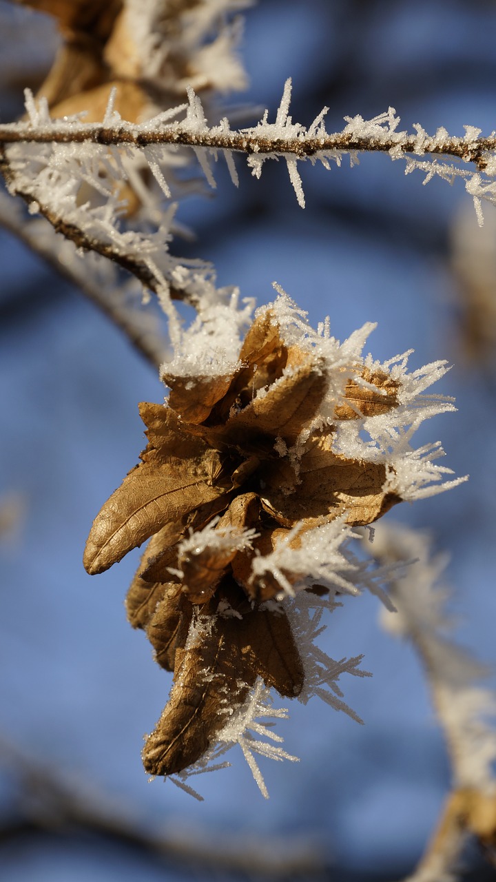 Image - leaf fruit seed leaves wilted