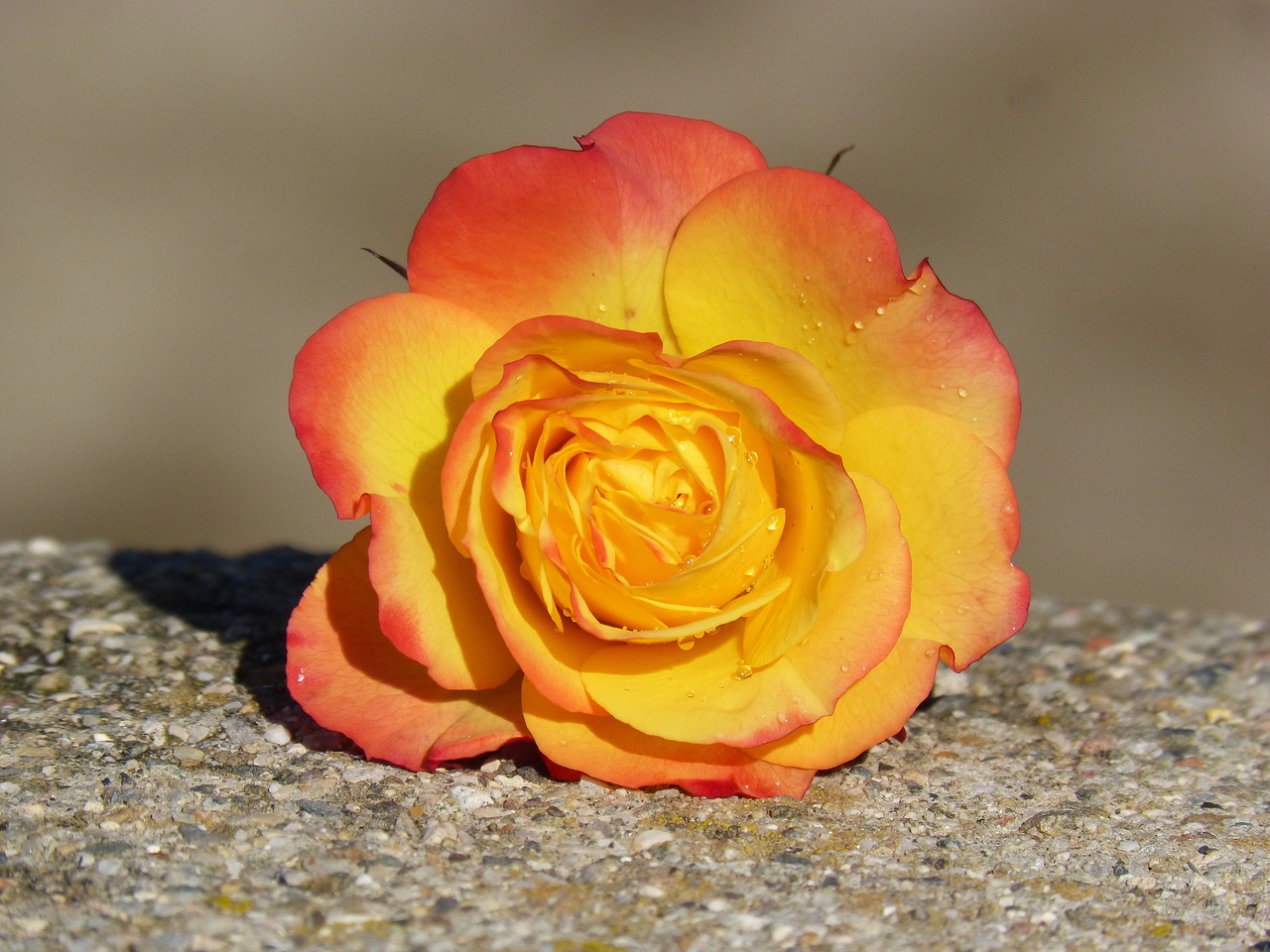 Image - rosa petals yellow rose beauty