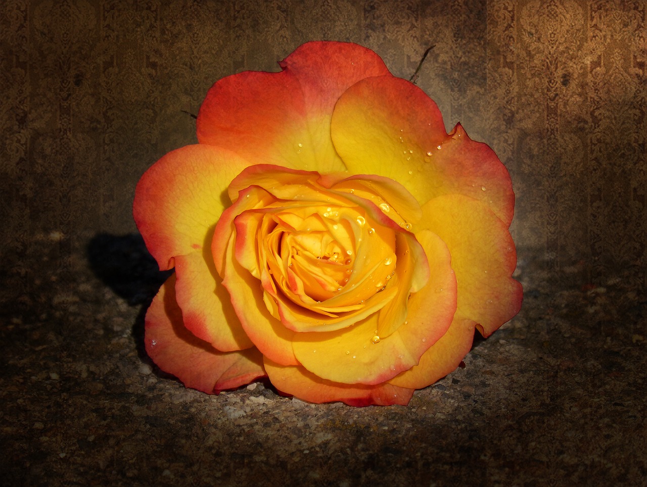 Image - rosa petals yellow rose grunge