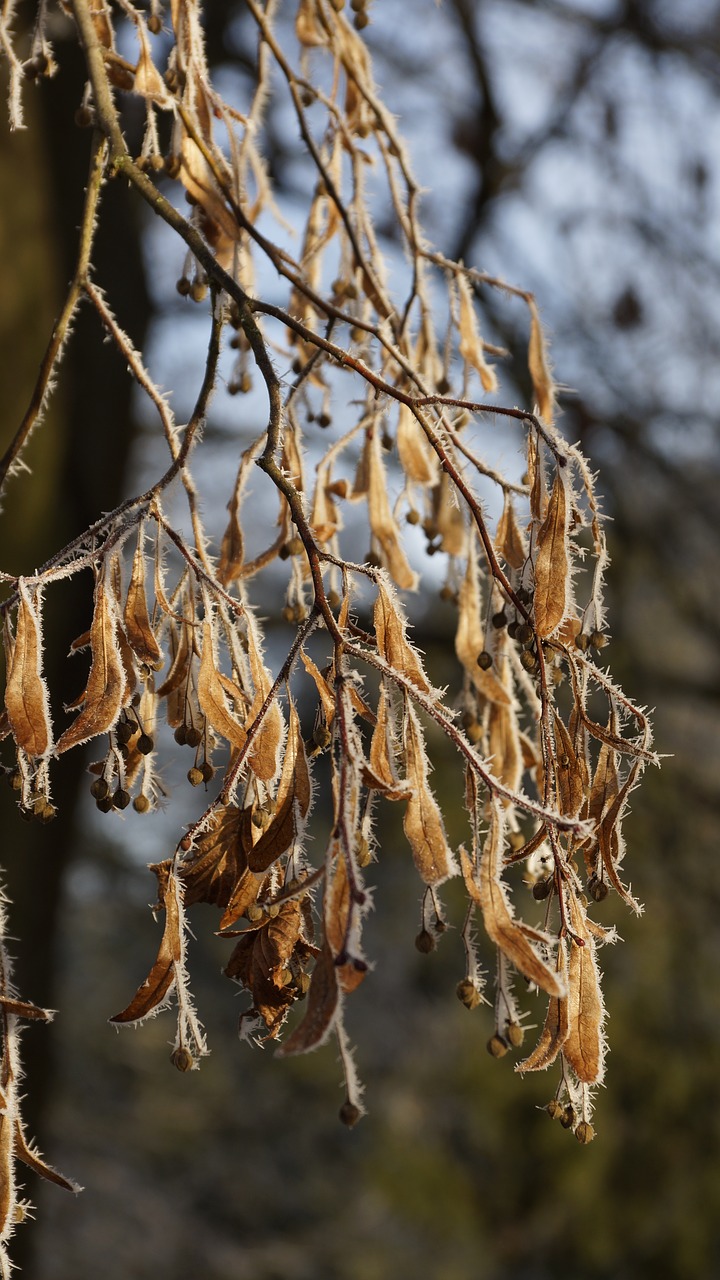 Image - leaf fruit seed leaves lime tree