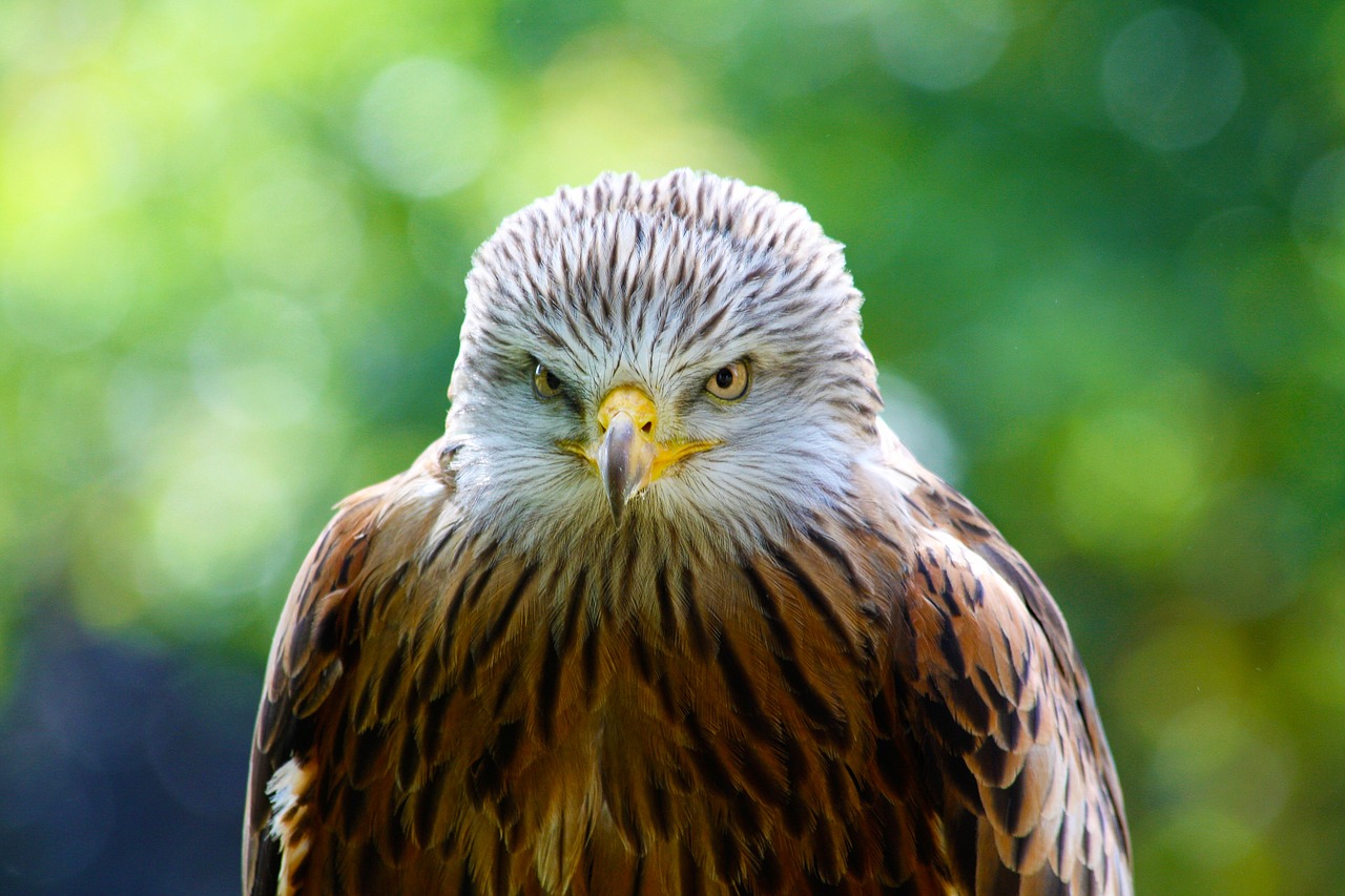 Image - red kite hawk bird predator