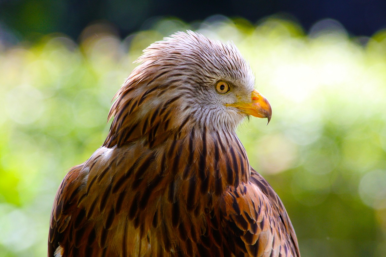 Image - red kite hawk wildlife predator