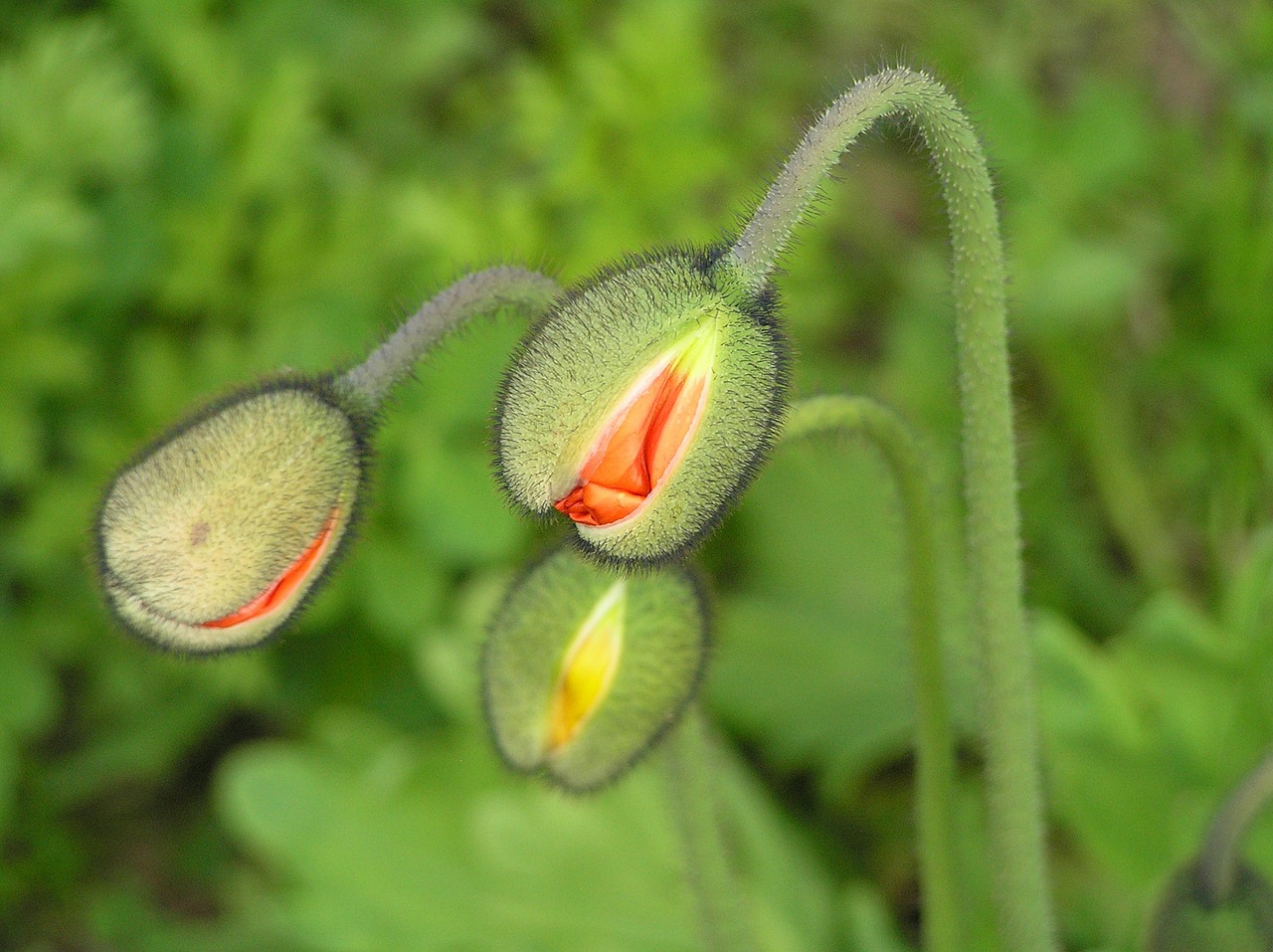 Image - flower poppy poppies spring plant