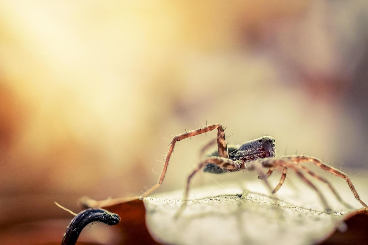 Image - spider macro insect animal