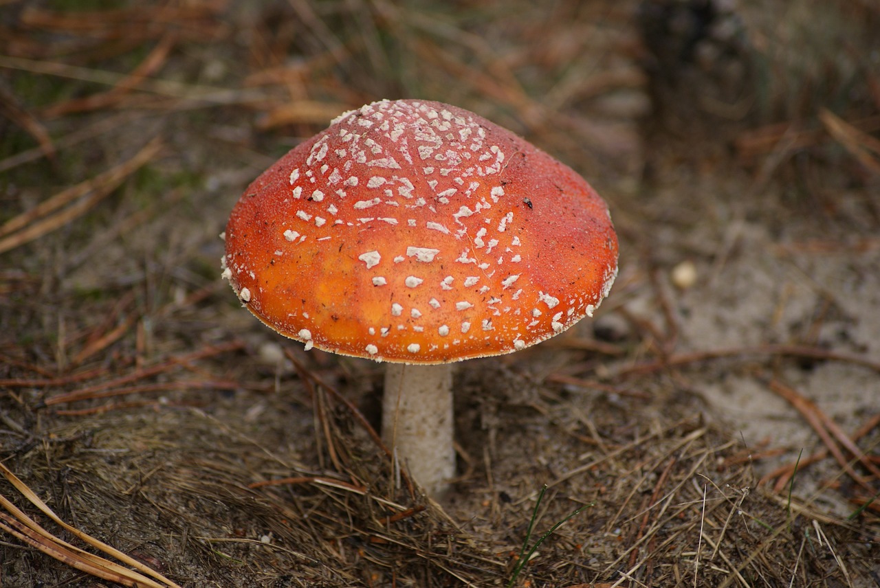 Image - amanita mushroom poison red hat
