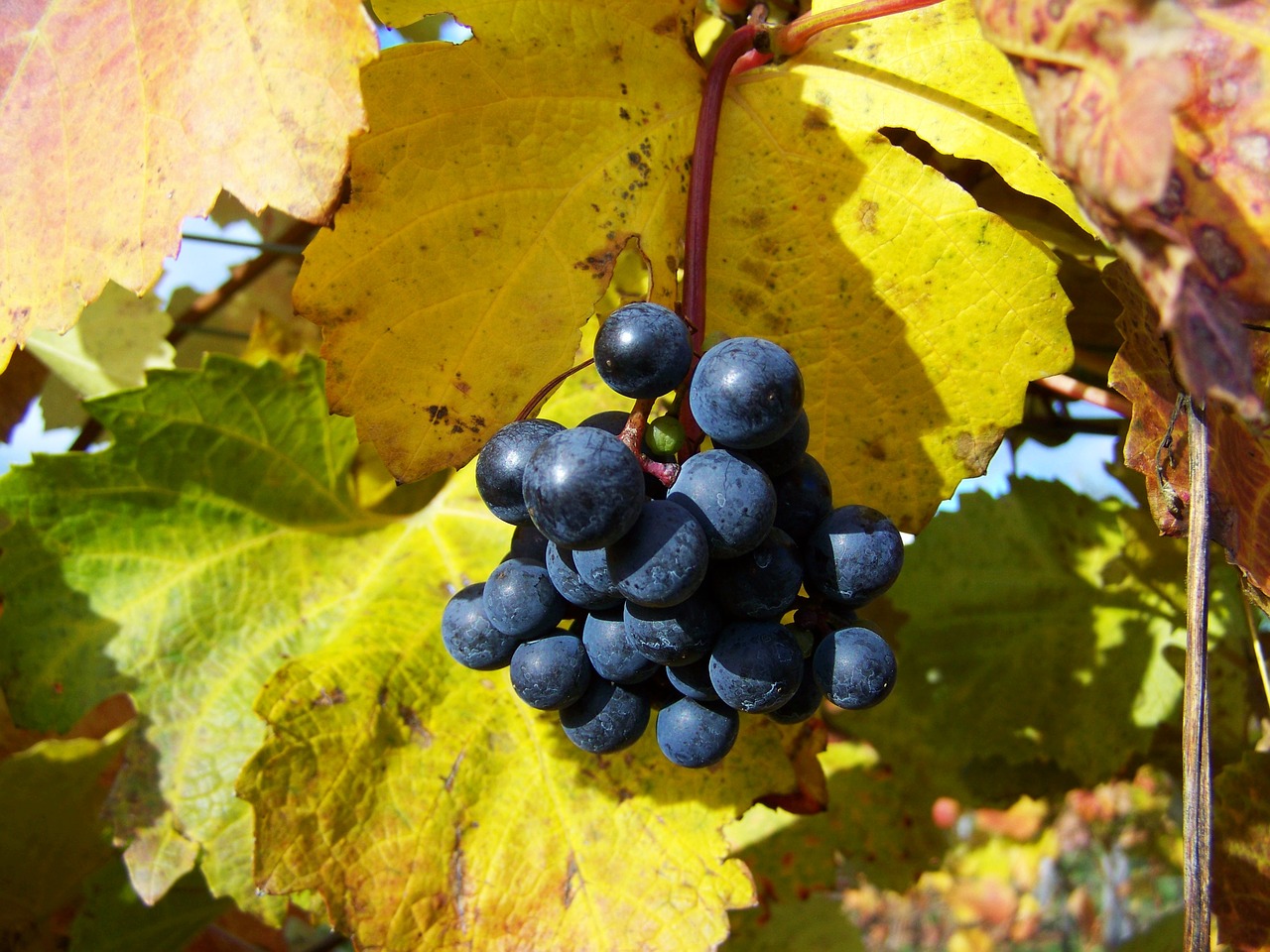 Image - red grapes ripe fruit autumn