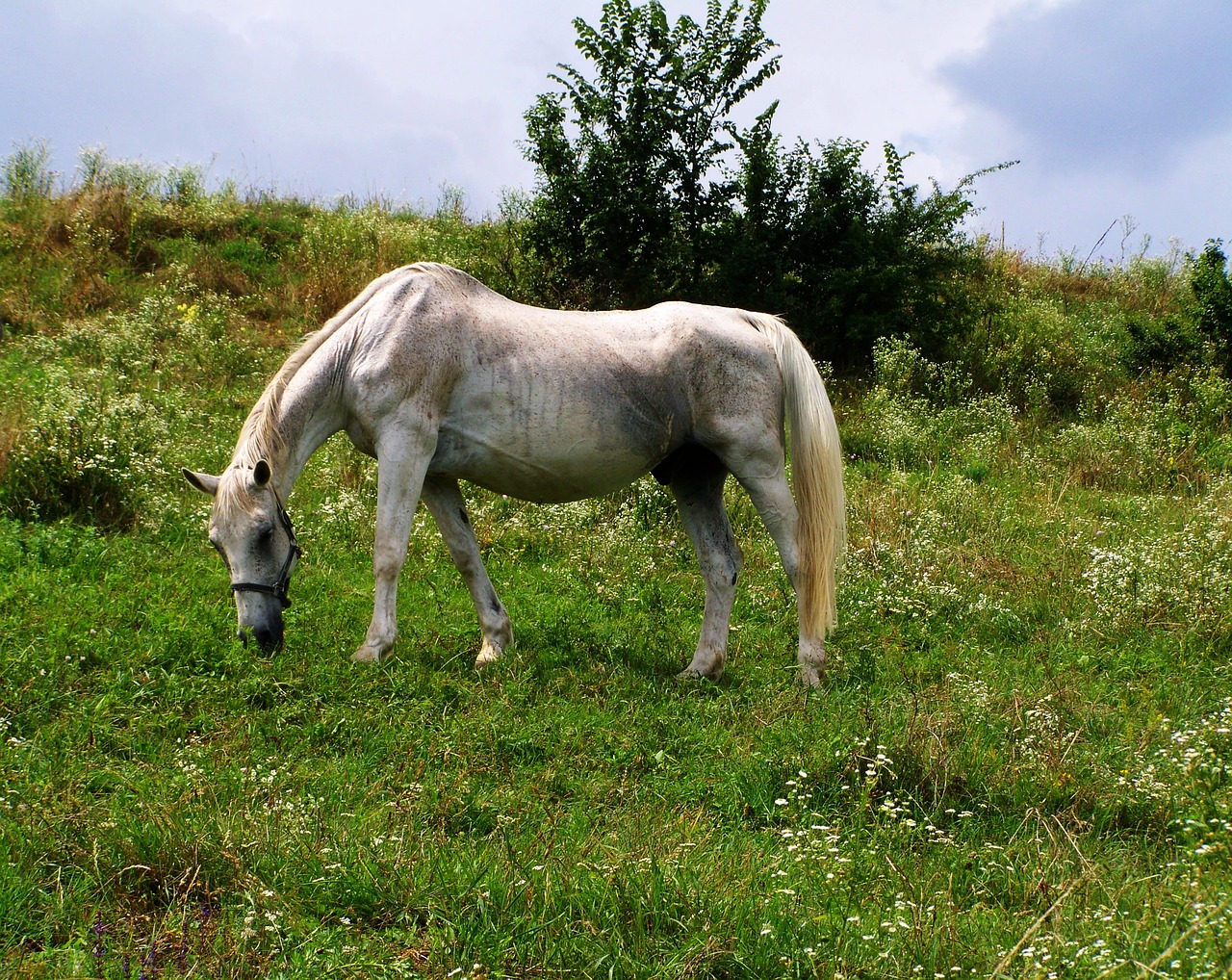 Image - horse hoofed animals grazing animals