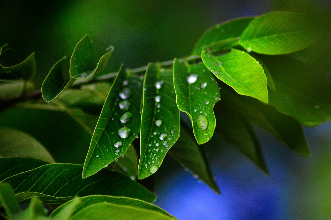 Image - leaves green plant wet droplets