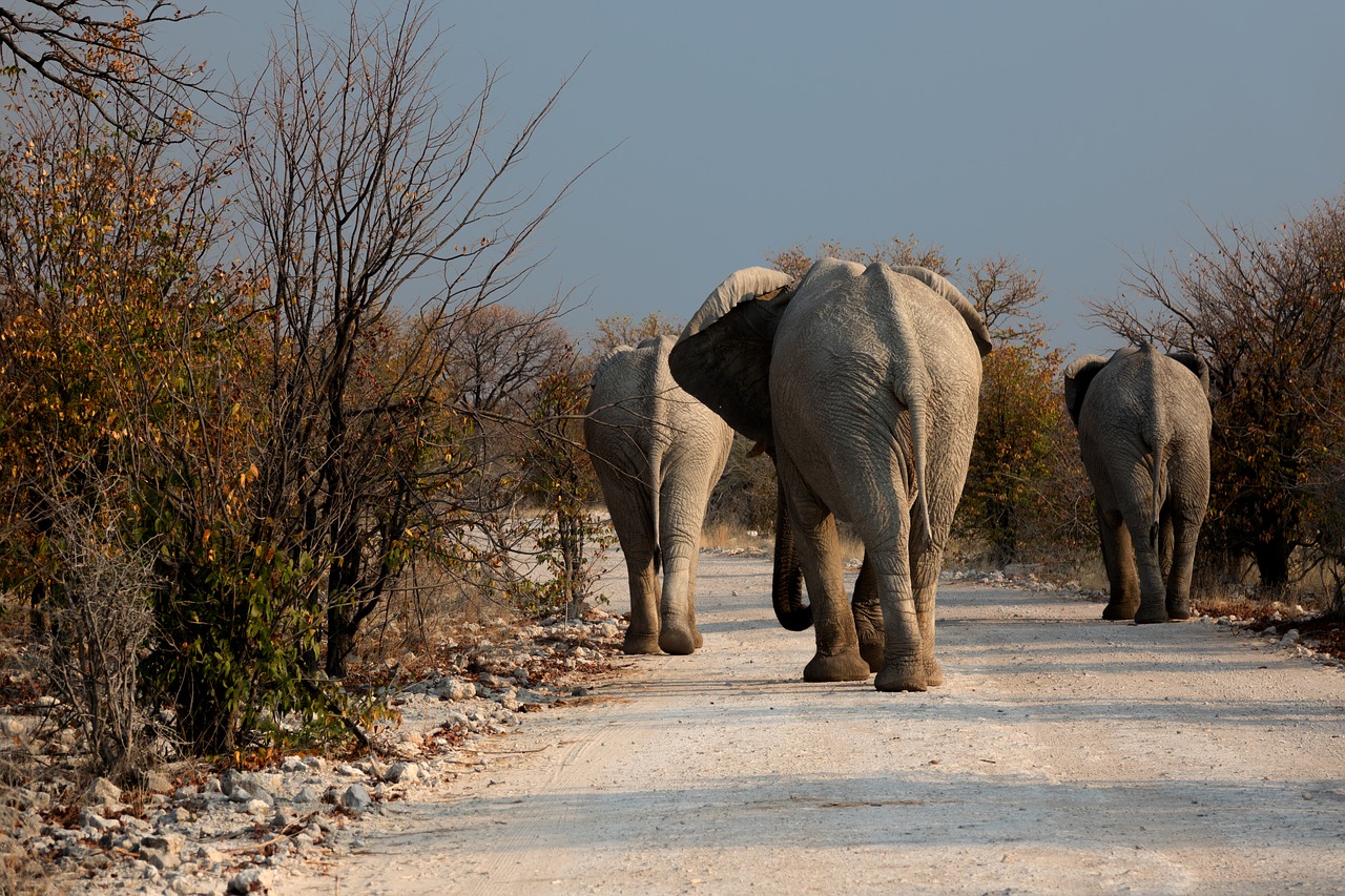 Image - elephant botswana wilderness road