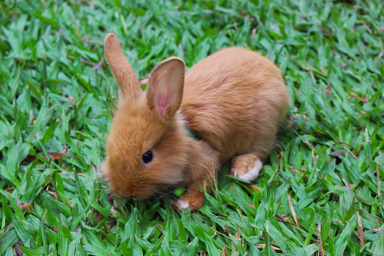 Image - rabbit animal baby rabbit bunny