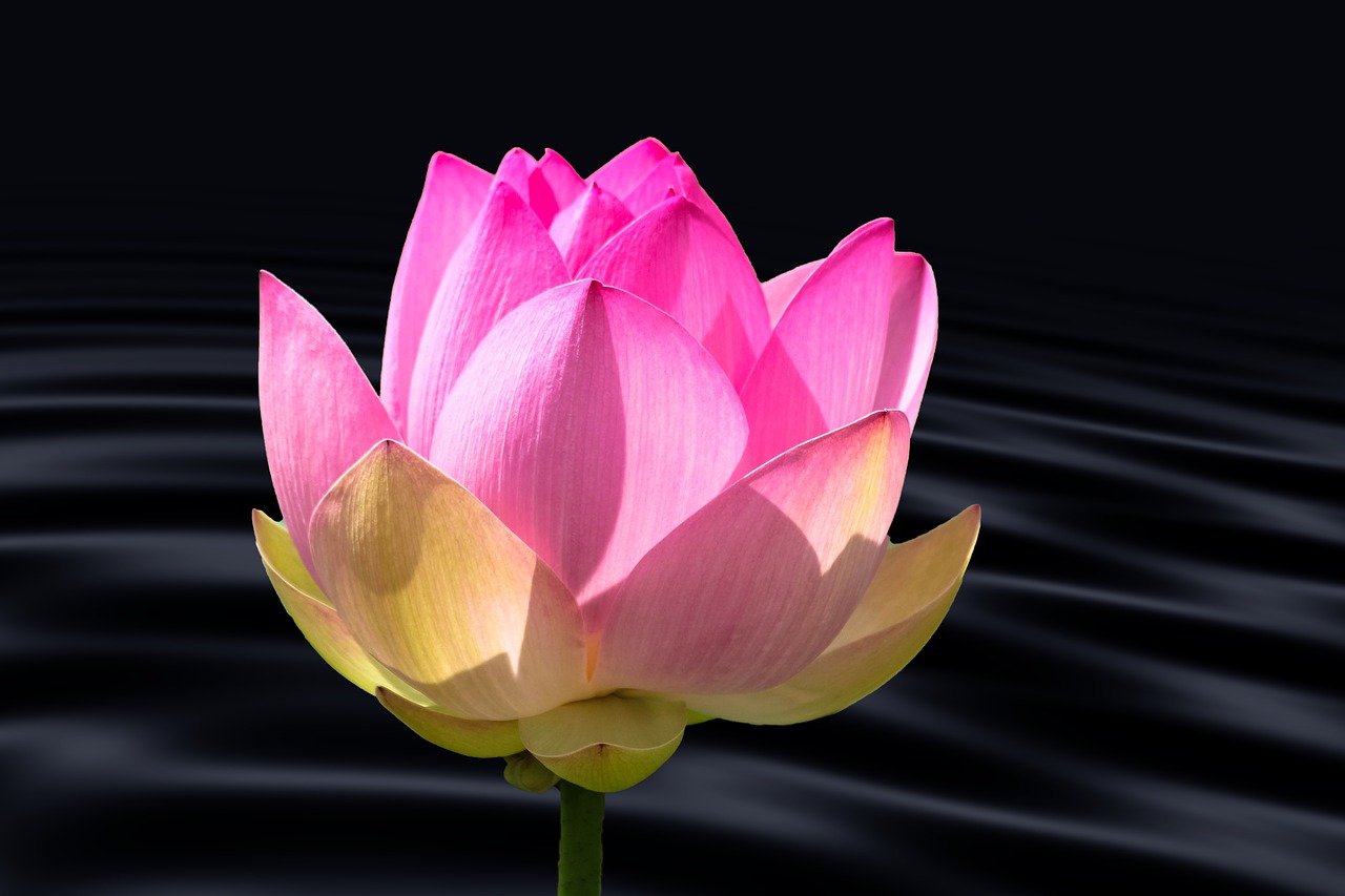 Image - lotus flower water lily water wave