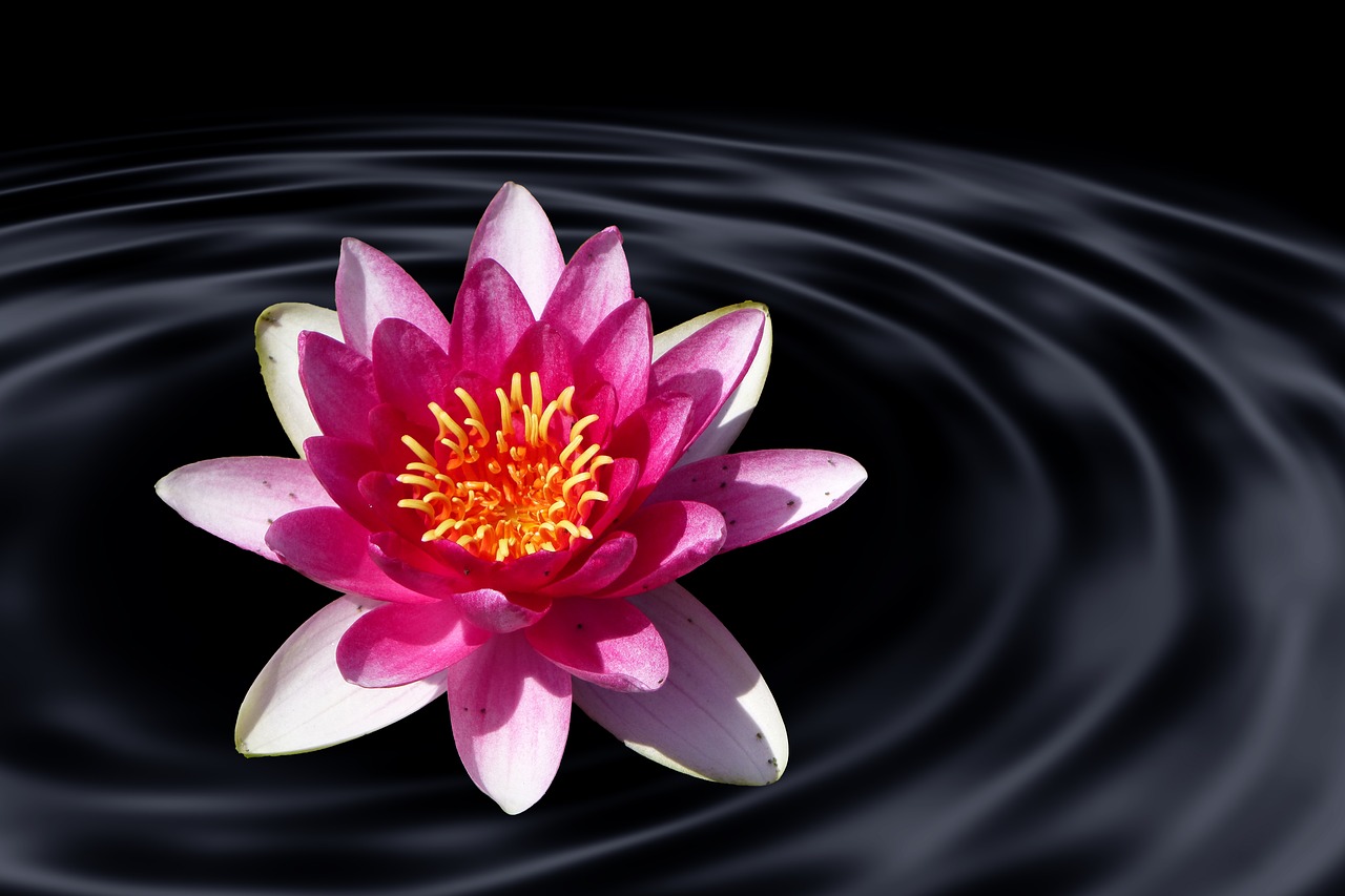 Image - lotus flower water lily water wave