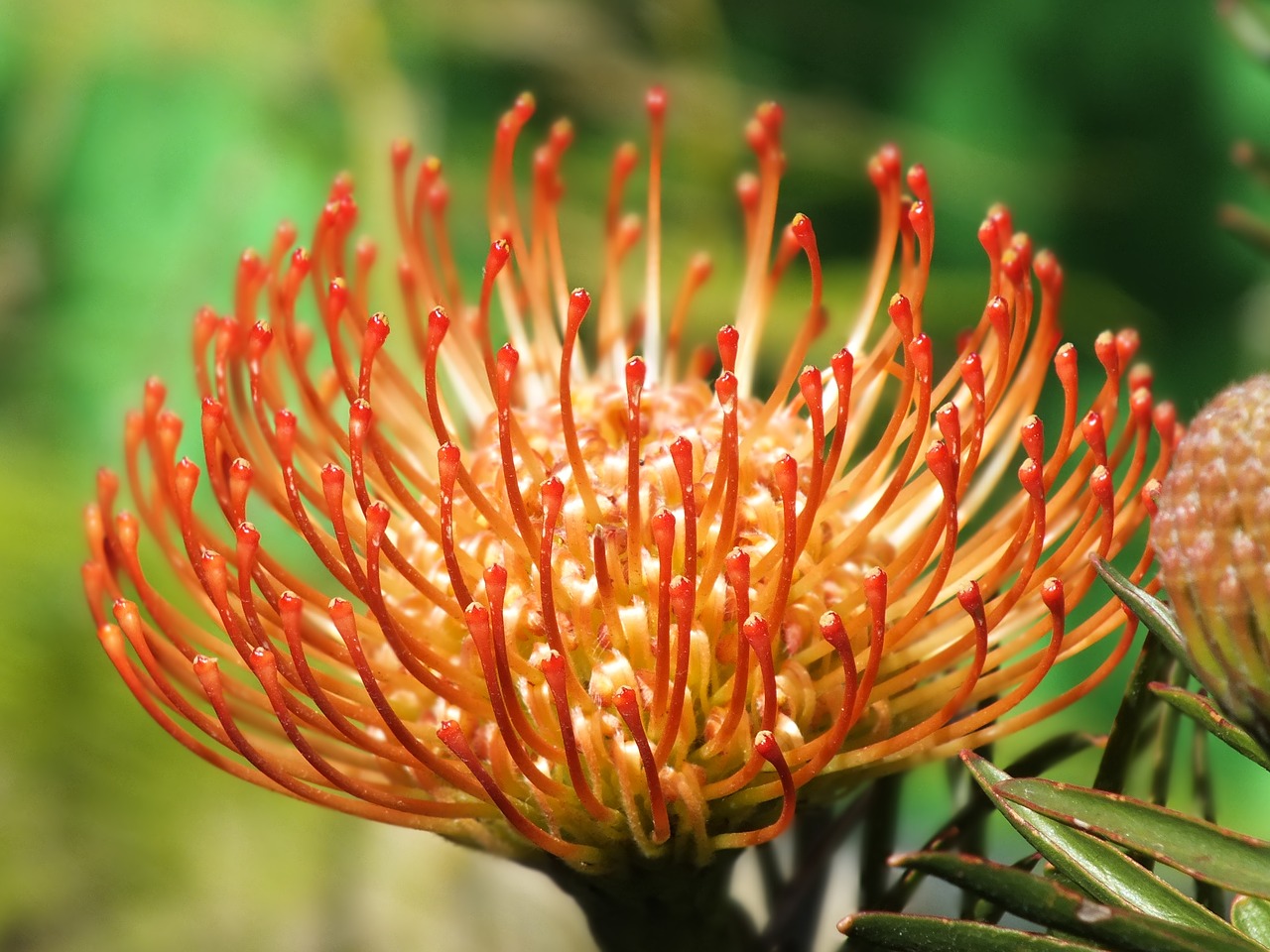 Image - table mountain cape town flower