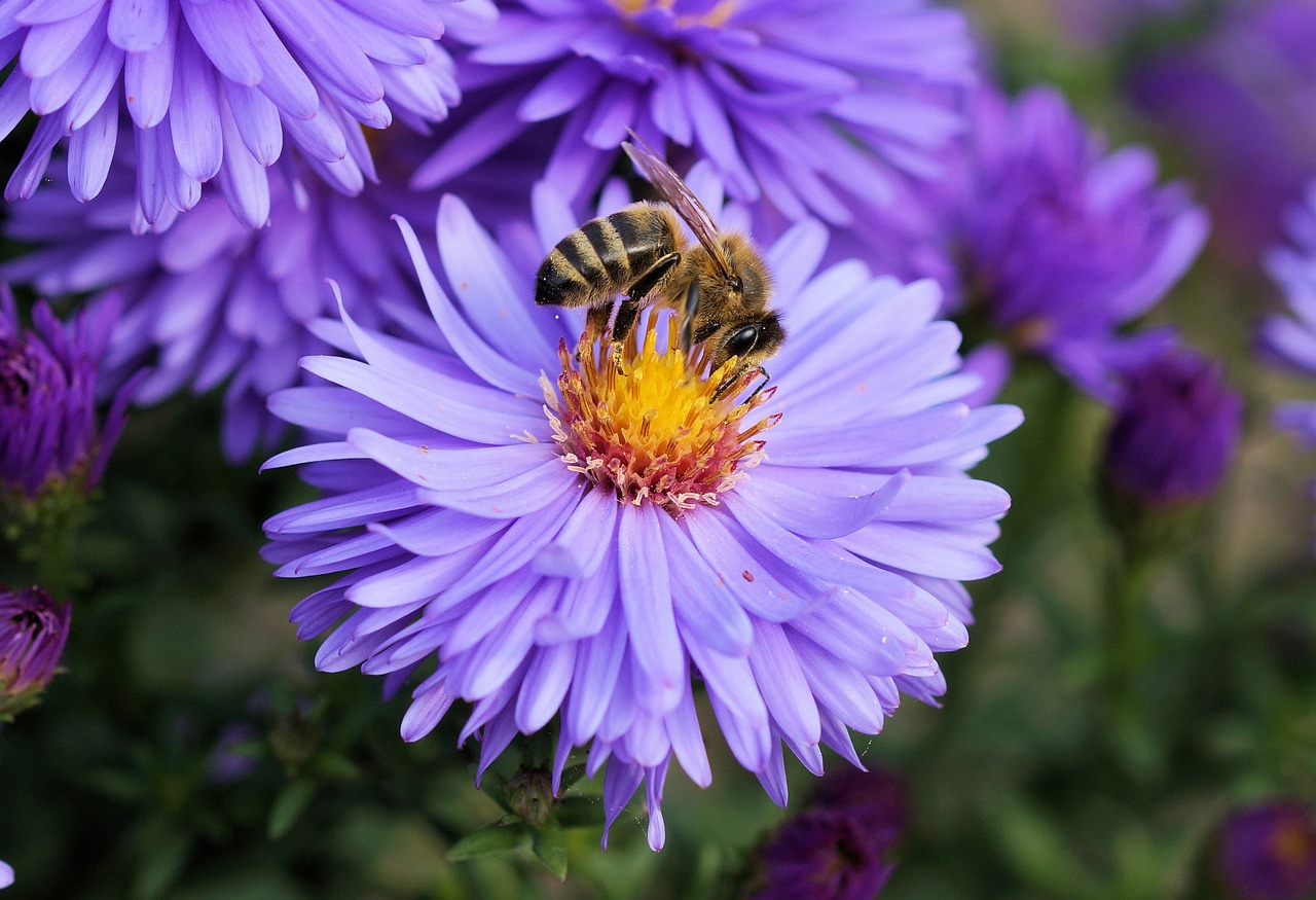 Image - bee flower pollen color blue