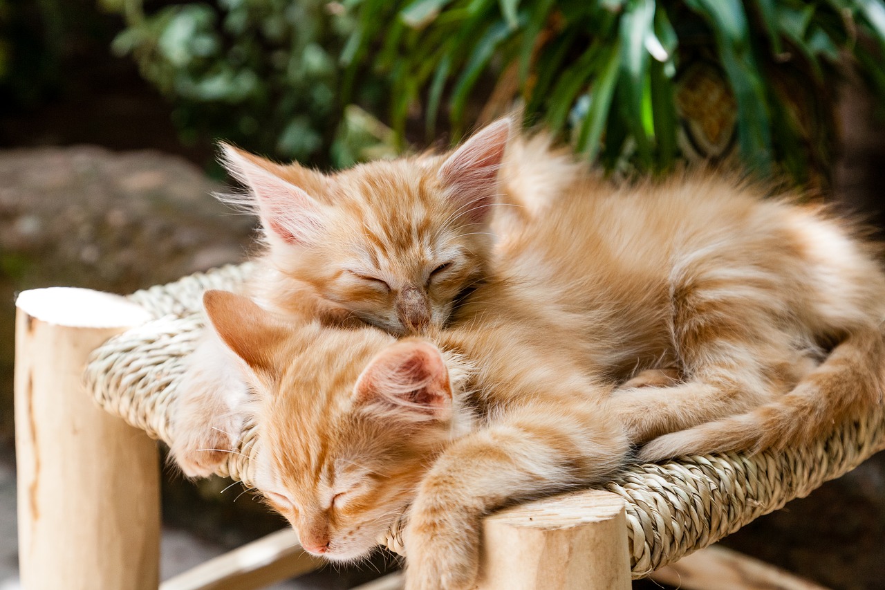 Image - kittens pets sleeping cats animal