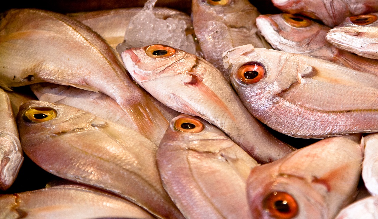 Image - fish market food seafood fresh