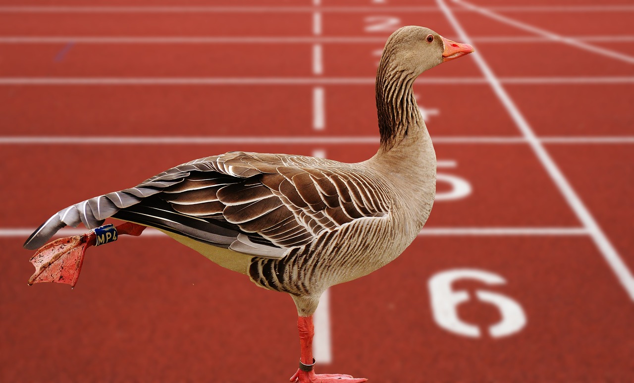 Image - goose bird feather water bird