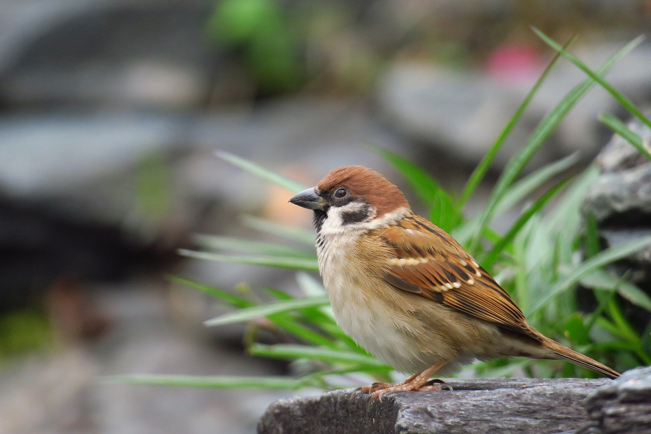 Image - palm feather bird stone sparrow