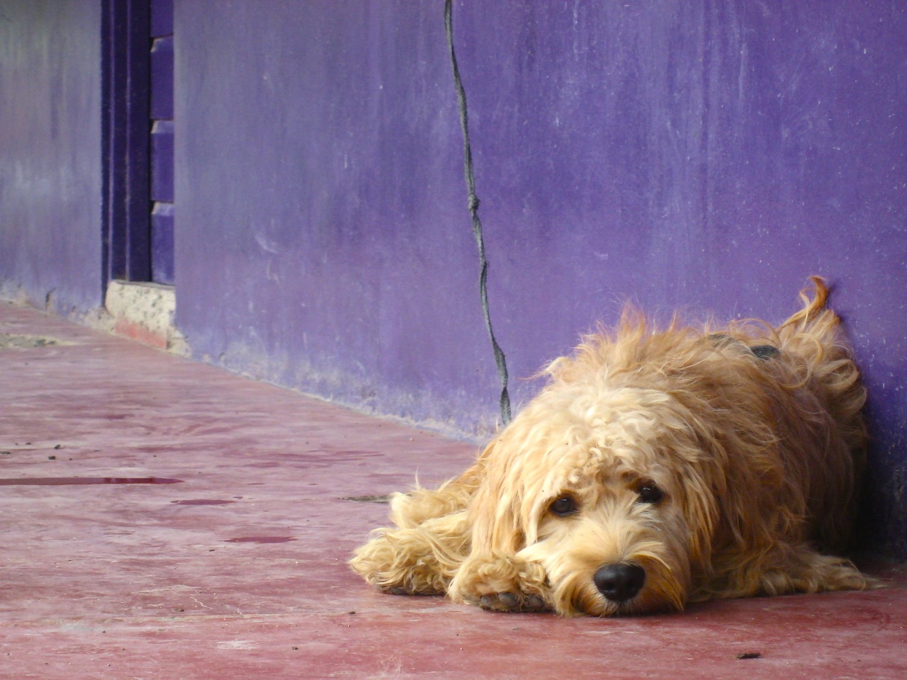 Image - dog color puppy sad purple pet