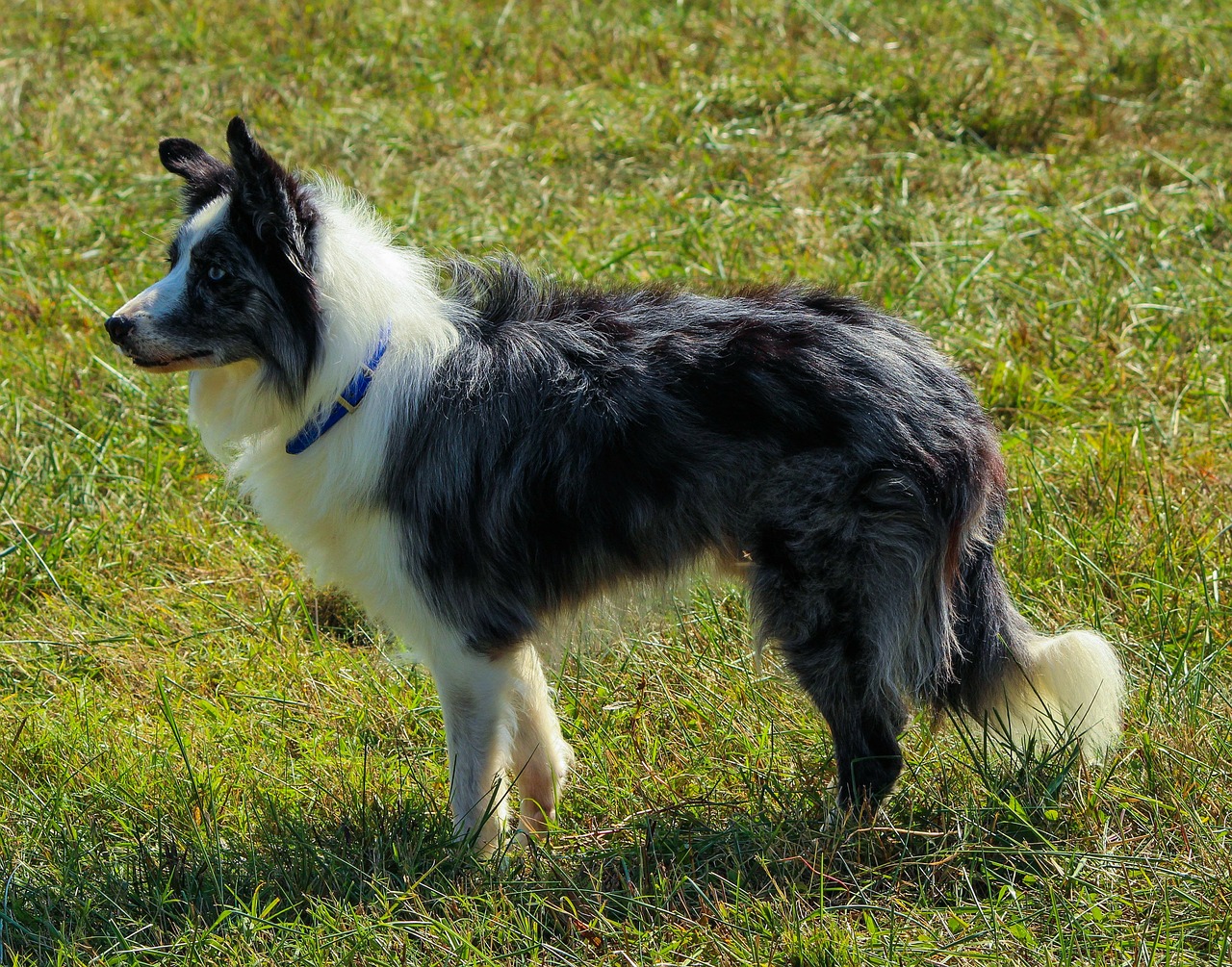 Image - border collie herding dog canine