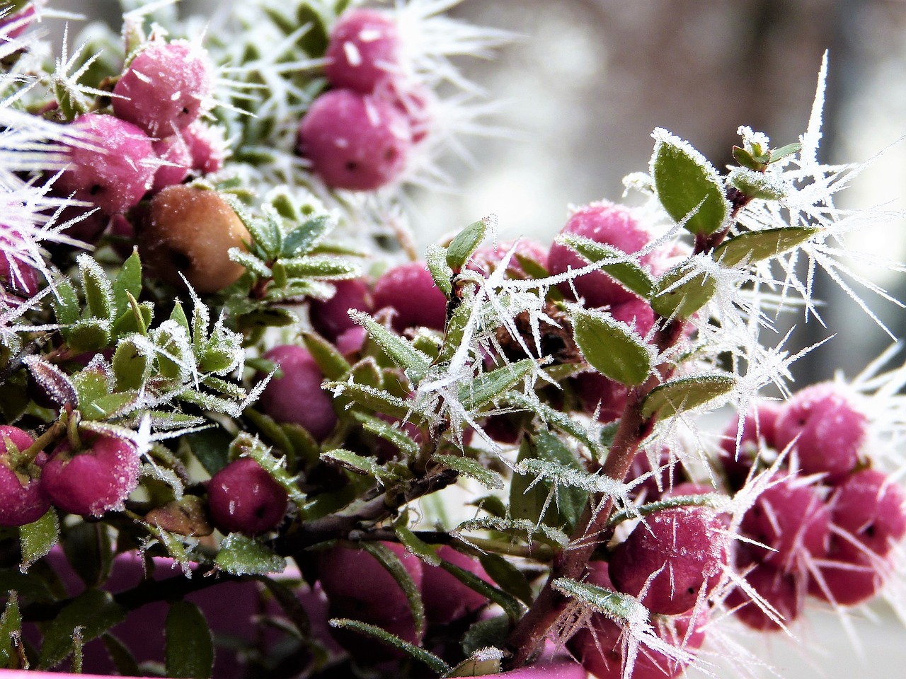 Image - snow berry coral berry pink fruits