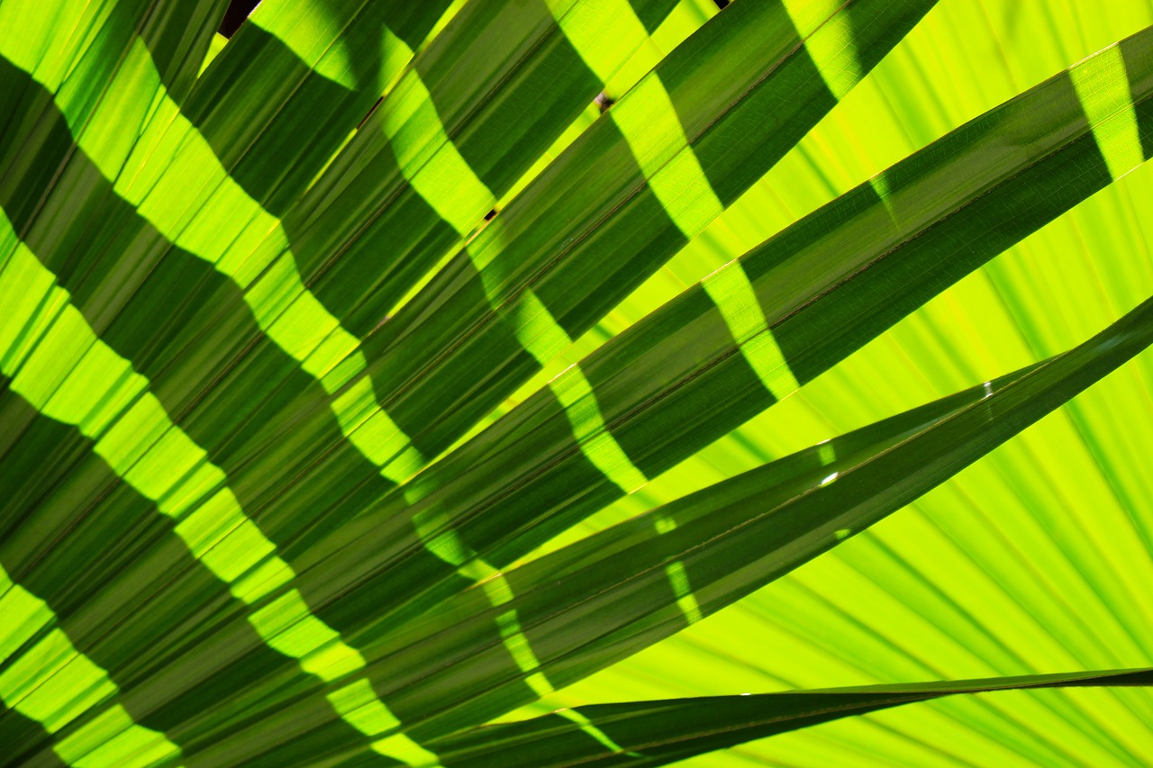 Image - frond leaves tropical nature plant