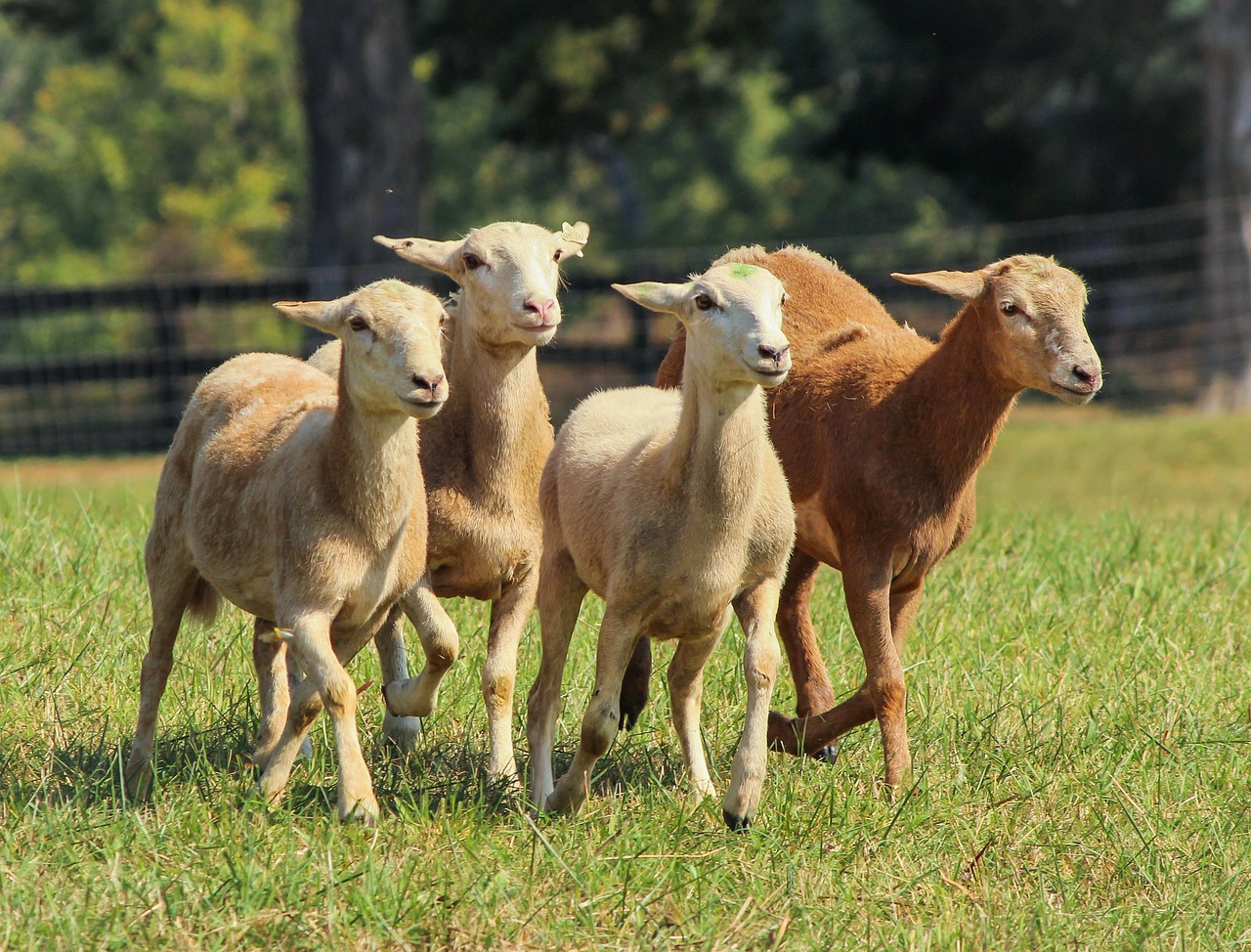 Image - sheep sheared sheep flock running