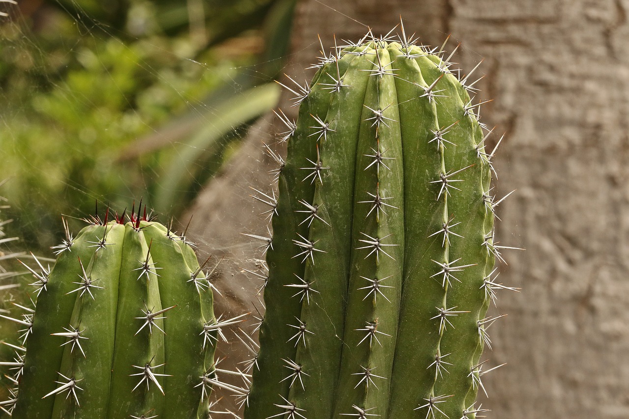 Image - cactus spikes sharp spikes thorns