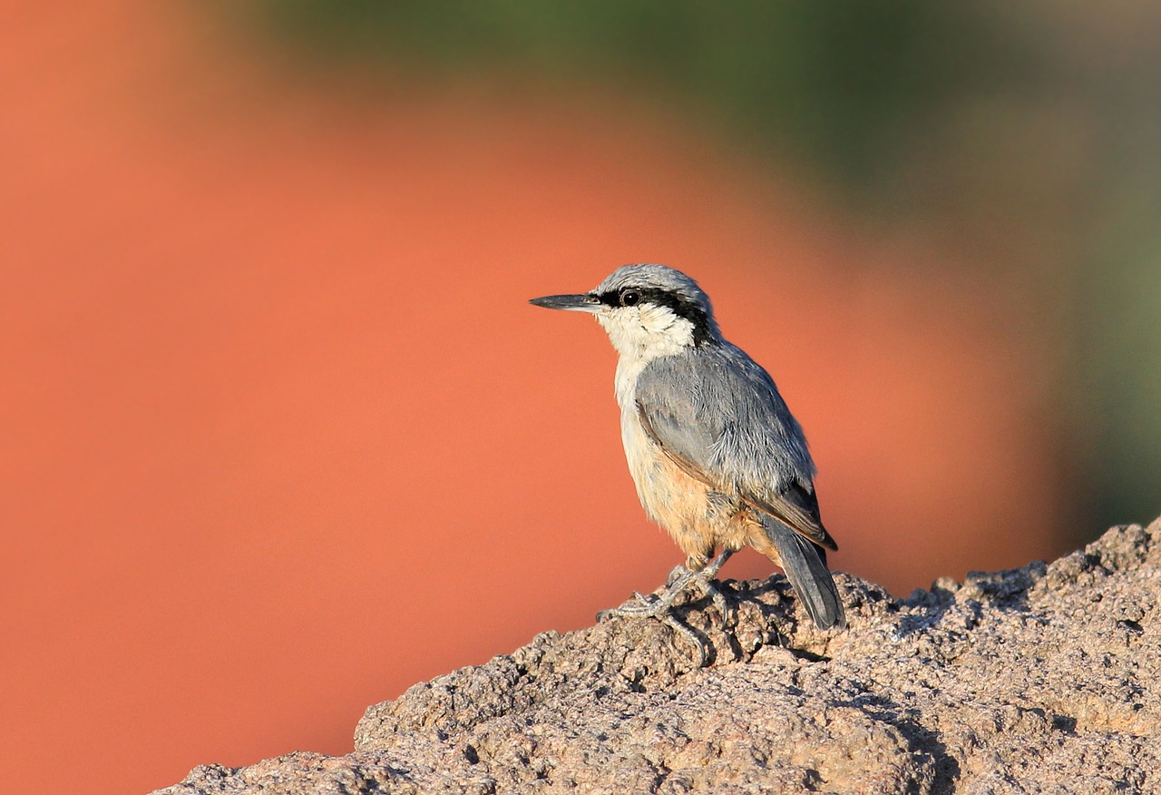 Image - rock nuthatch plasterer nature