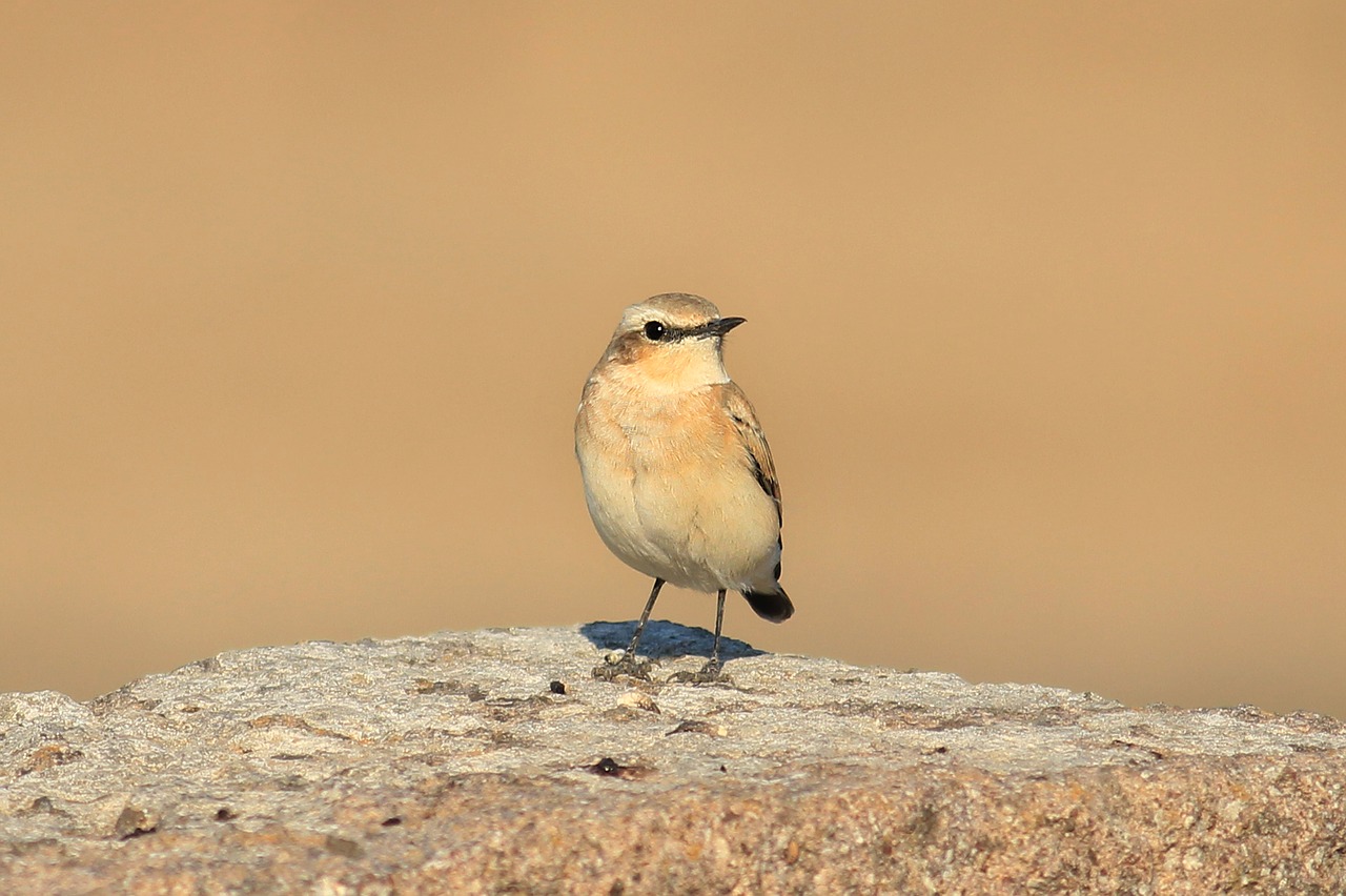 Image - bird gray gray wheatear wheatear