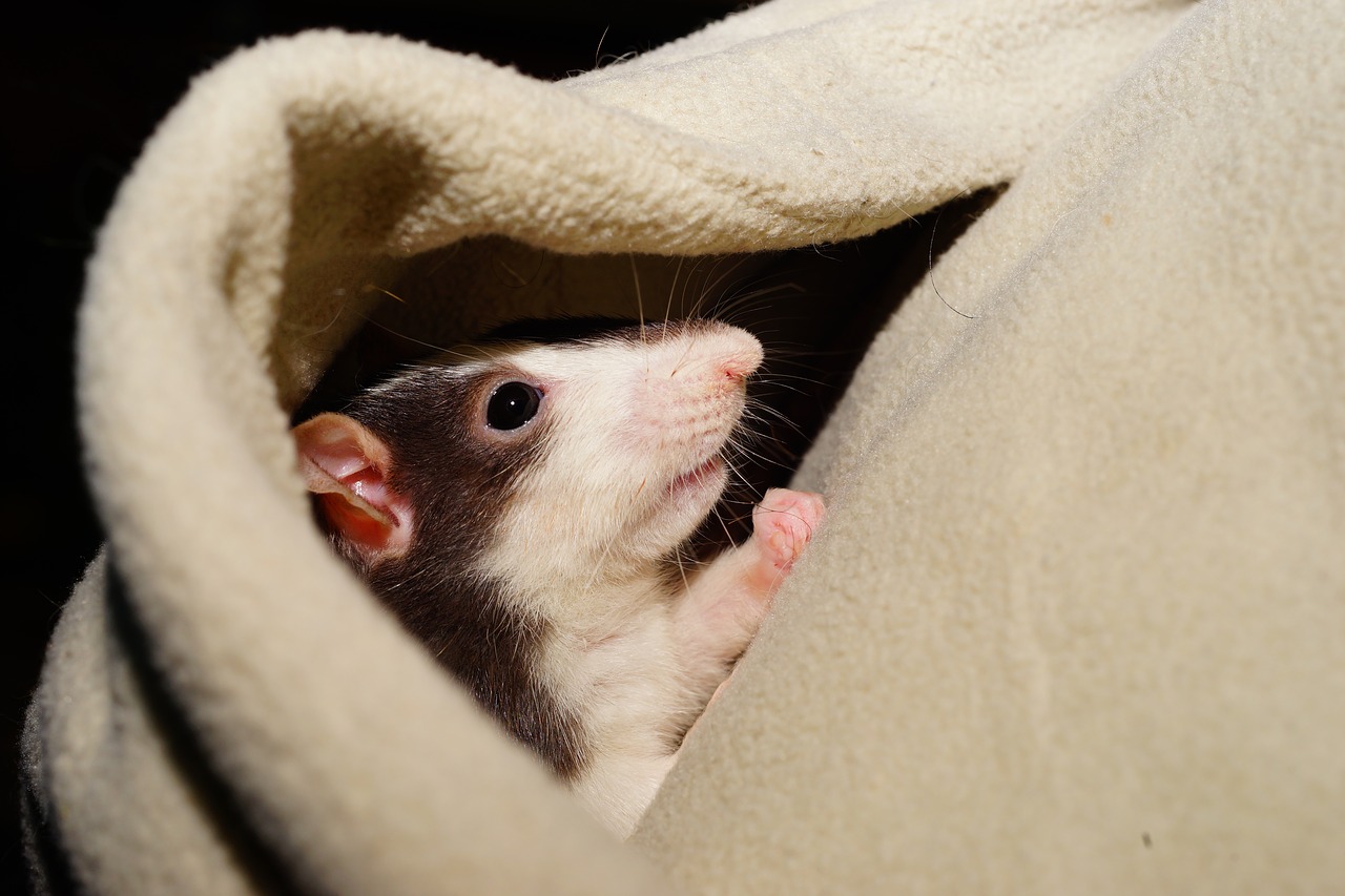 Image - rat comfortable cuddly kaputze