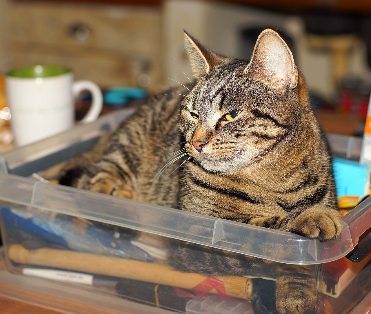 Image - cat female kitchen domestic cat