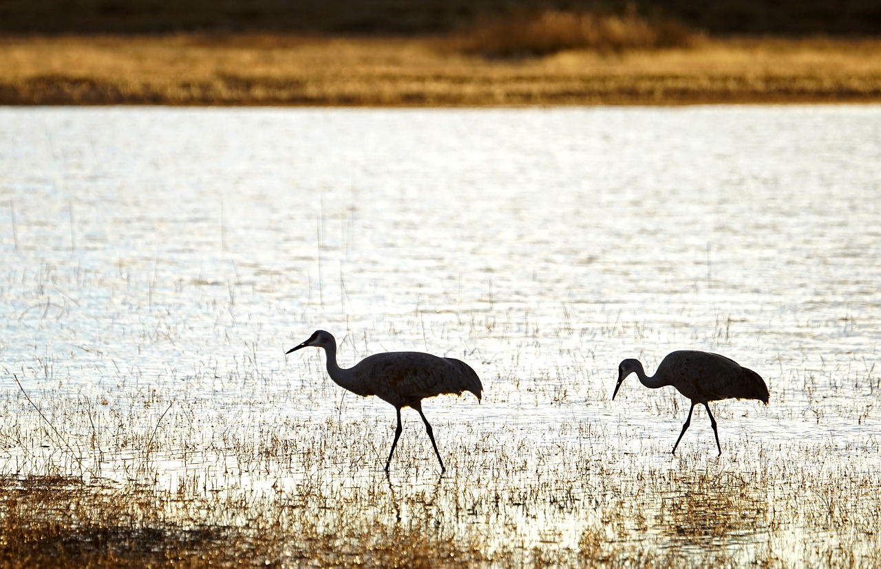 Image - cranes birds silhouette nature