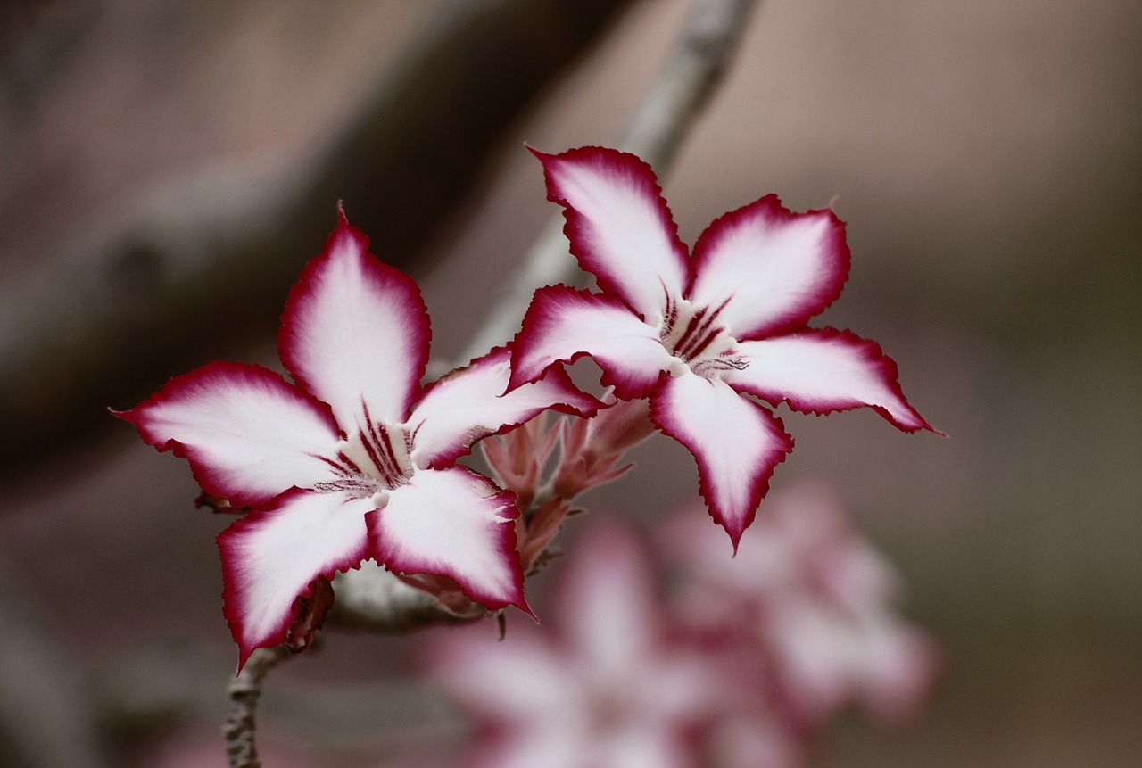 Image - flower impala lily floral plant