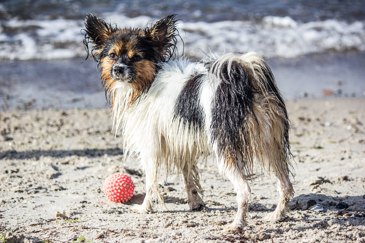 Image - dog pet ball beach sea