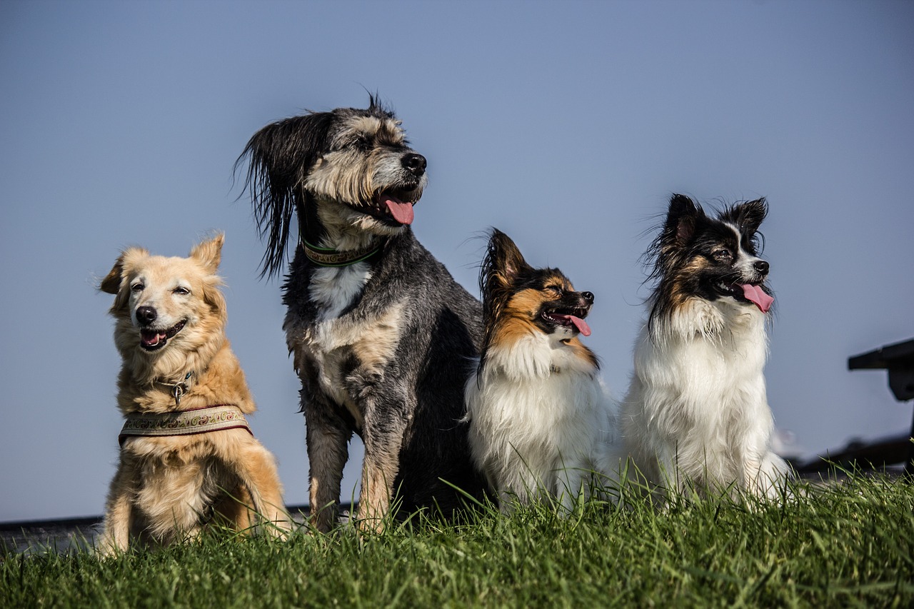 Image - four dogs pack papillon hybrids