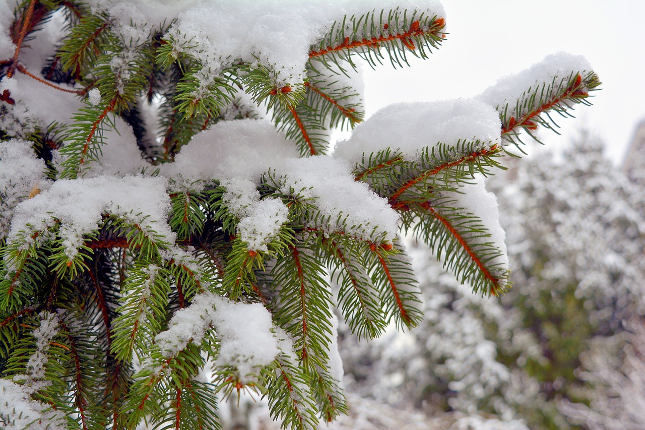 Image - brad snow winter white green