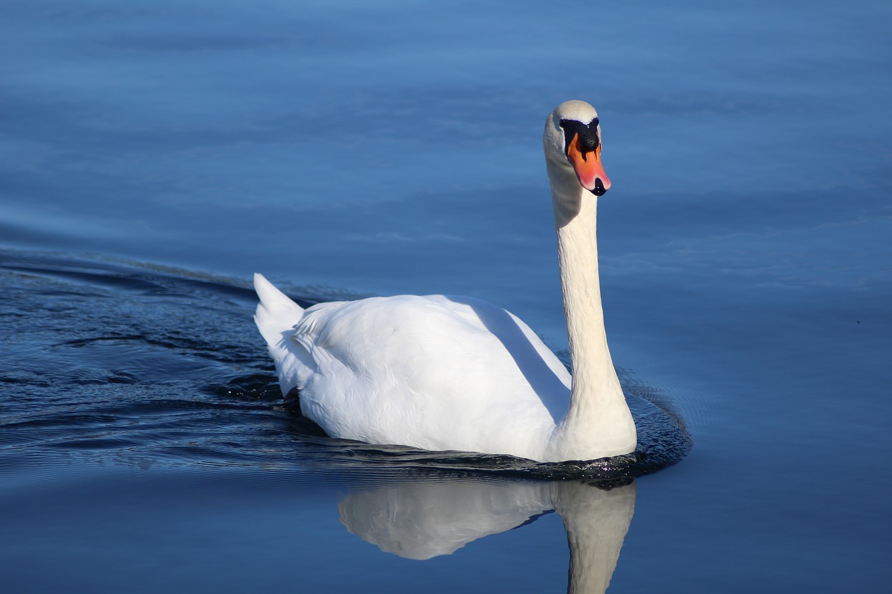 Image - swan lake bird nature animal