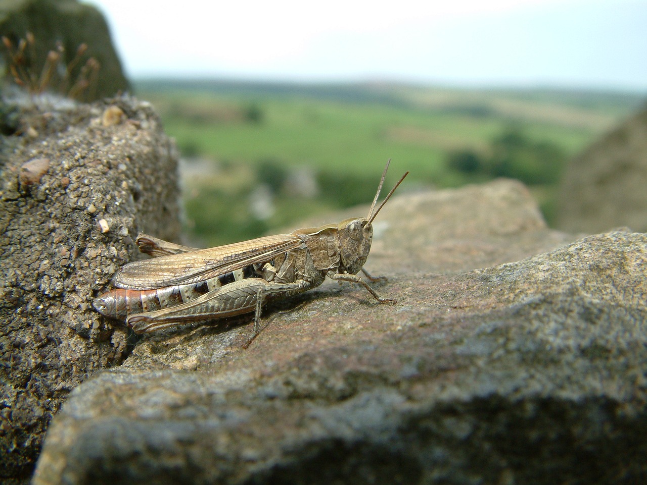 Image - grasshopper insect nature wildlife