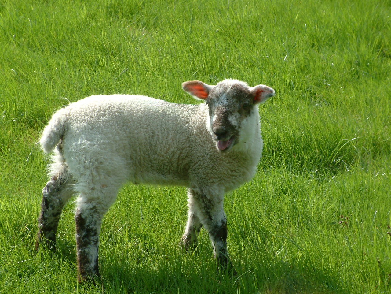 Image - lamb sheep farm animal nature