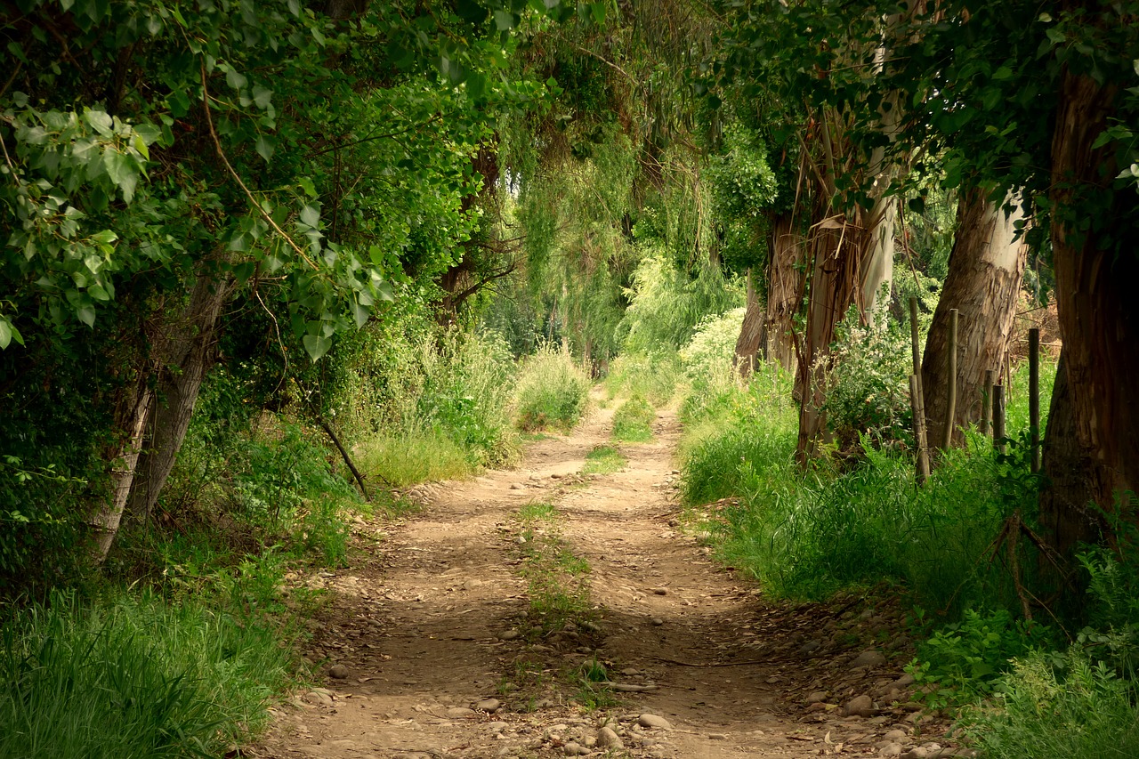 Image - trail path route landscape trees