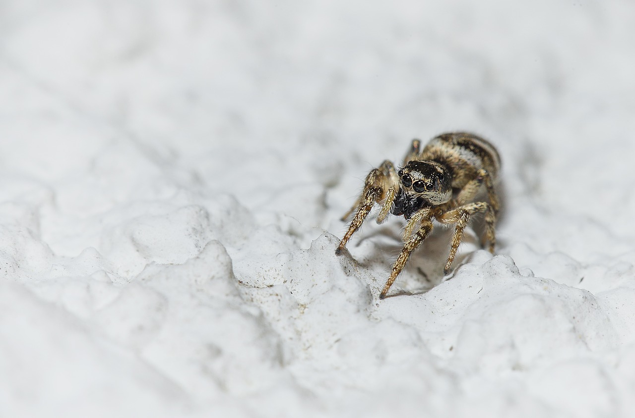 Image - spider arachnid insect macro legs