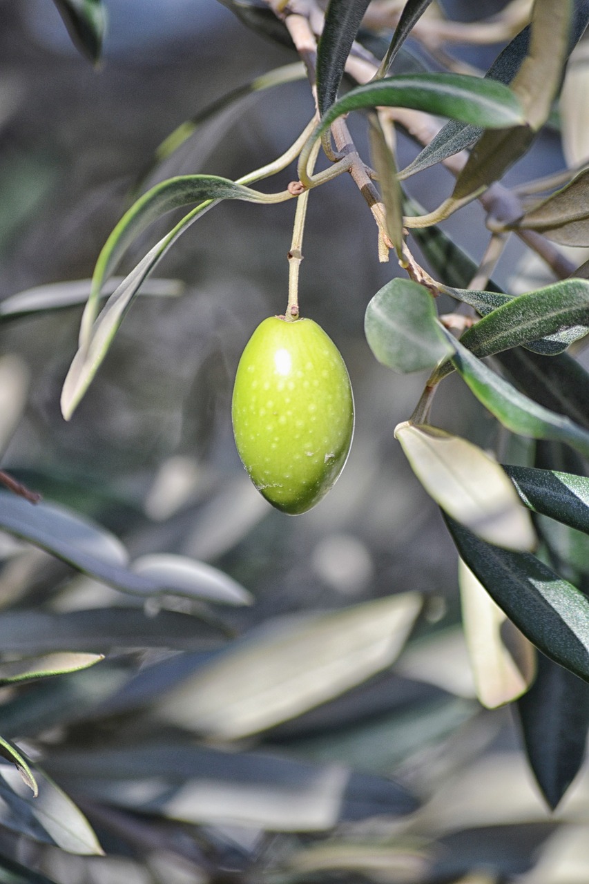 Image - olive agriculture oil tree