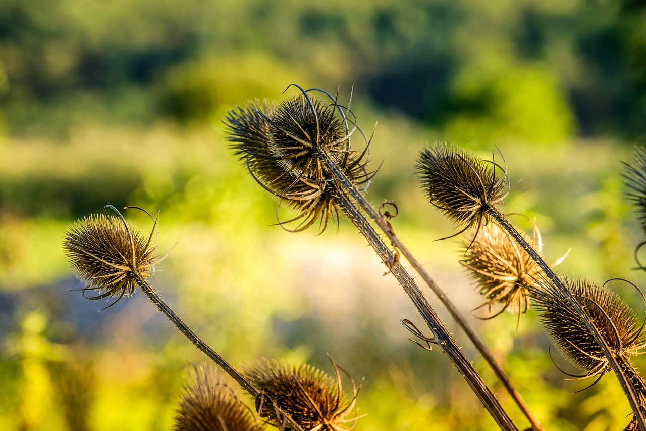 Image - weberkade plant nature flowers