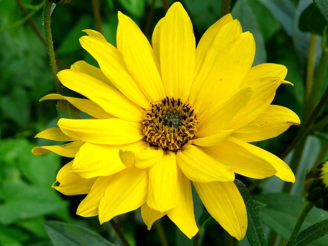 Image - arnica blossom bloom yellow flower