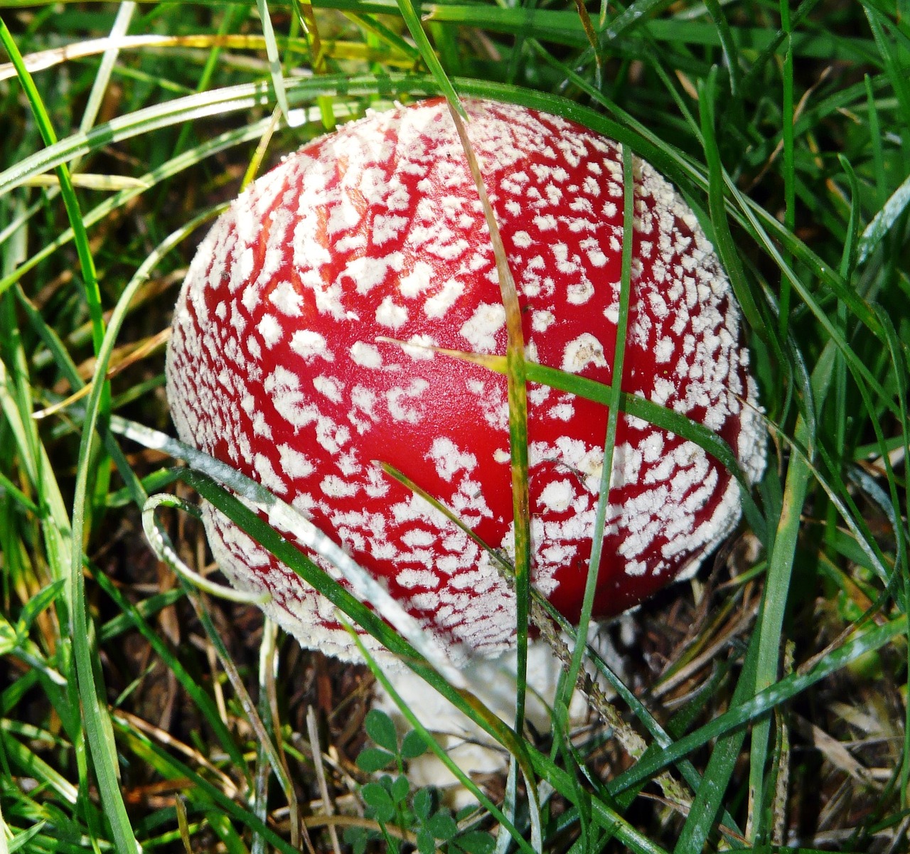 Image - fly agaric grass mushroom toxic