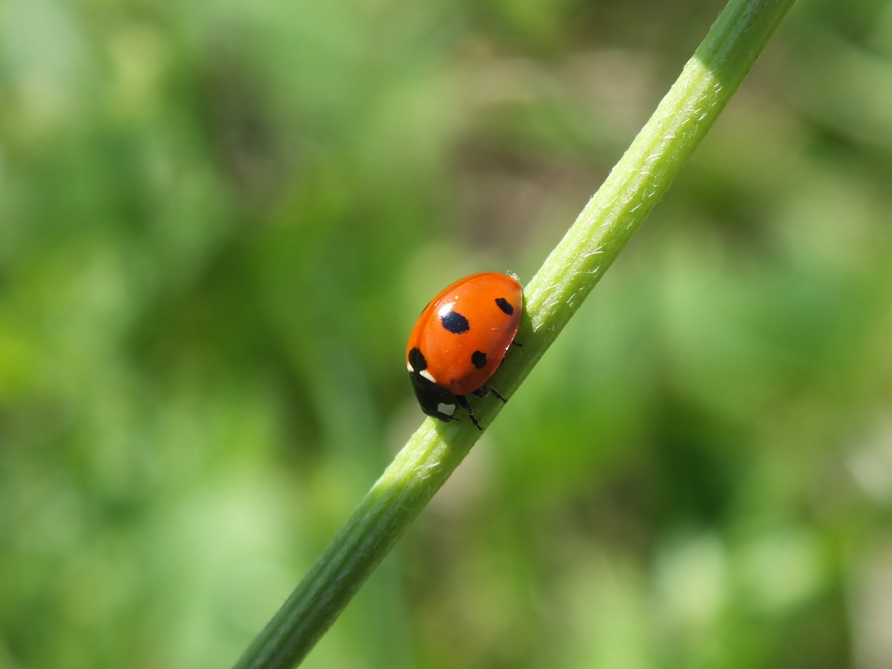 Image - fauna ladybug red insect summer