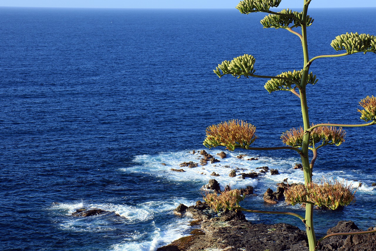 Image - agave agave flower ocean atlantic