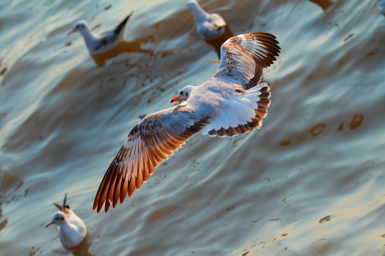 Image - seagull open wings beautiful colors