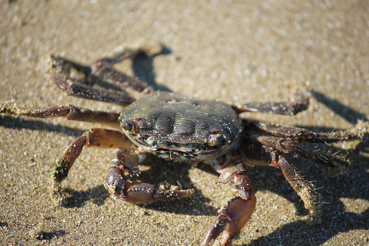 Image - crab sand beach eyes summer shell